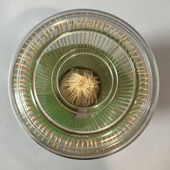Japanese Bamboo Whisk